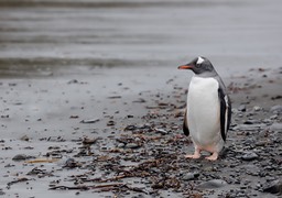 gentoo penguin