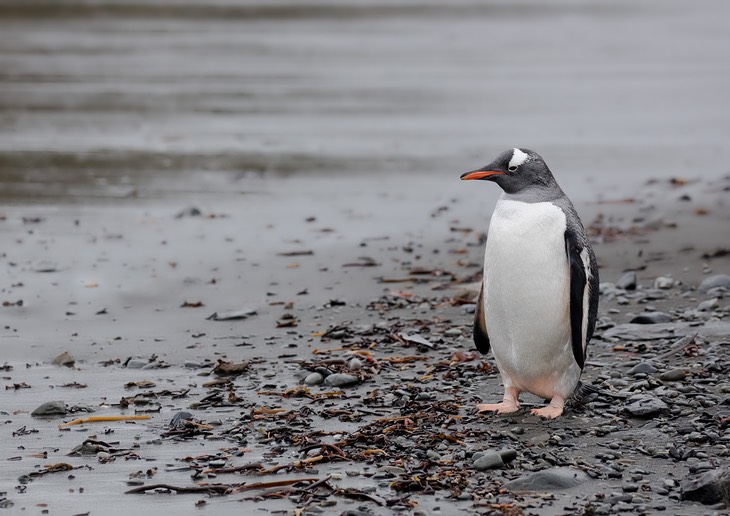 gentoo penguin