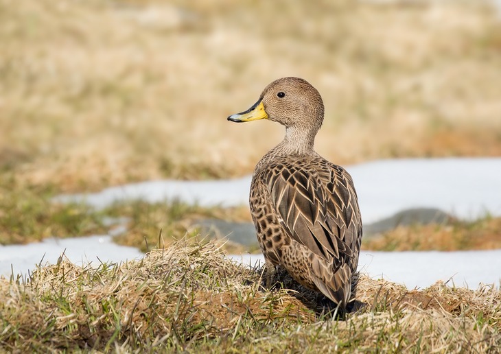 south georgia pintail