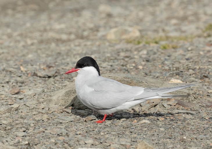 antarctic tern