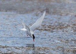 antarctic tern