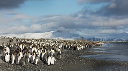 king penguin