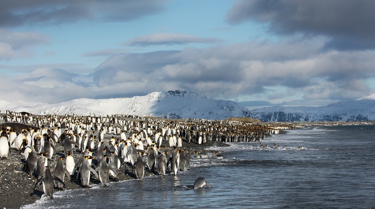 king penguin