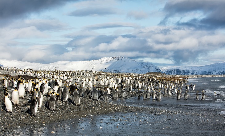 king penguin