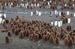 king penguin