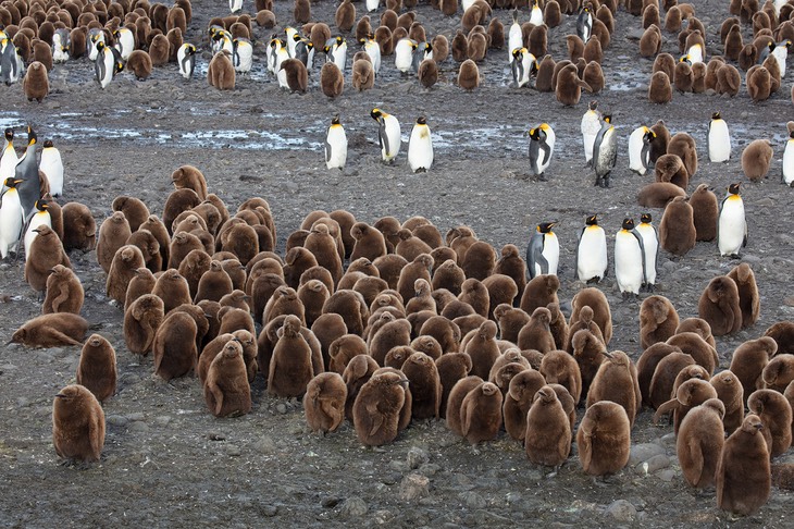 king penguin