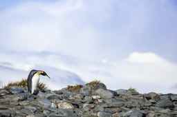 king penguin