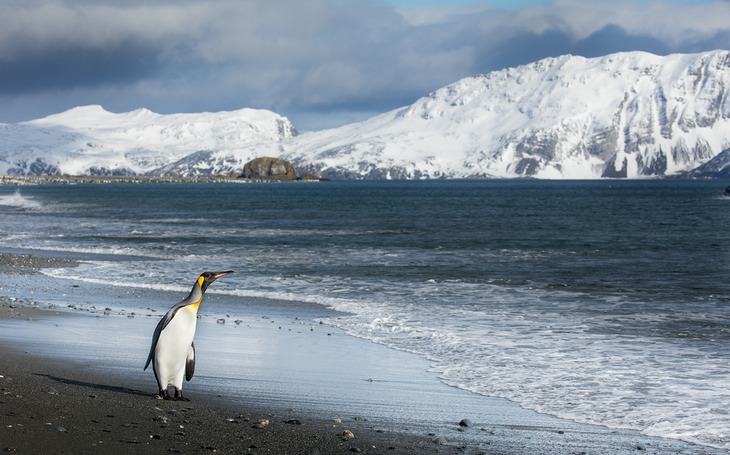 king penguin