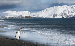 king penguin