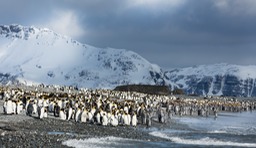 king penguin