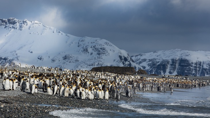 king penguin