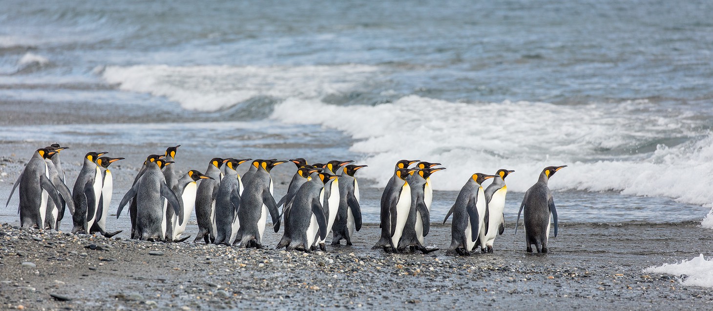 king penguin