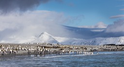 king penguin