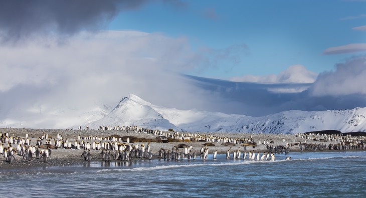 king penguin