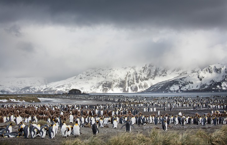 king penguin