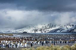 king penguin