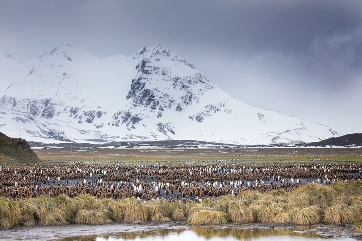 king penguin