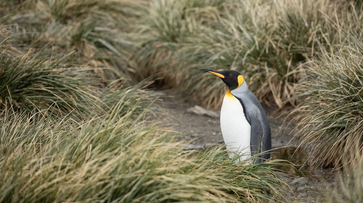 king penguin