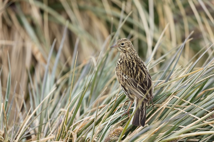 south georgia pipit