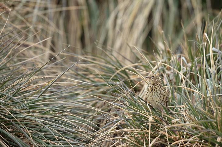 south georgia pipit