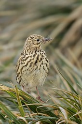 south georgia pipit