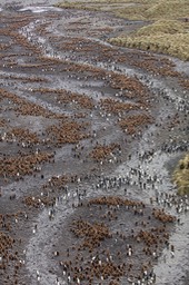 king penguin