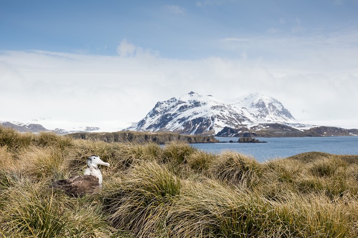 wandering albatross