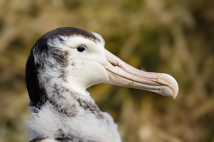 wandering albatross