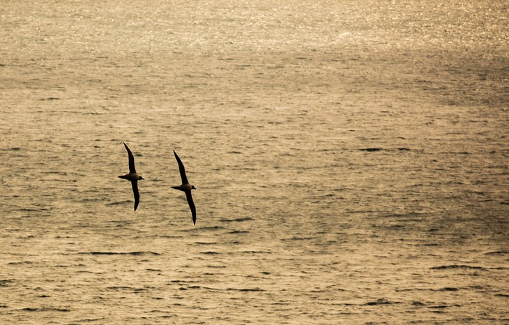 light mantled sooty albatross