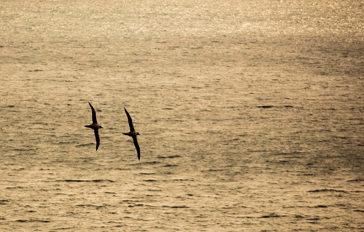 light mantled sooty albatross