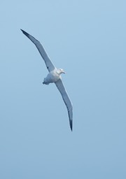 southern royal albatross