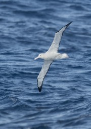 southern royal albatross