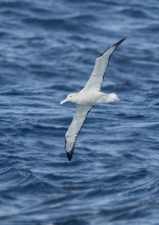 southern royal albatross