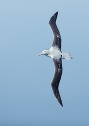 southern royal albatross