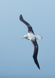 southern royal albatross