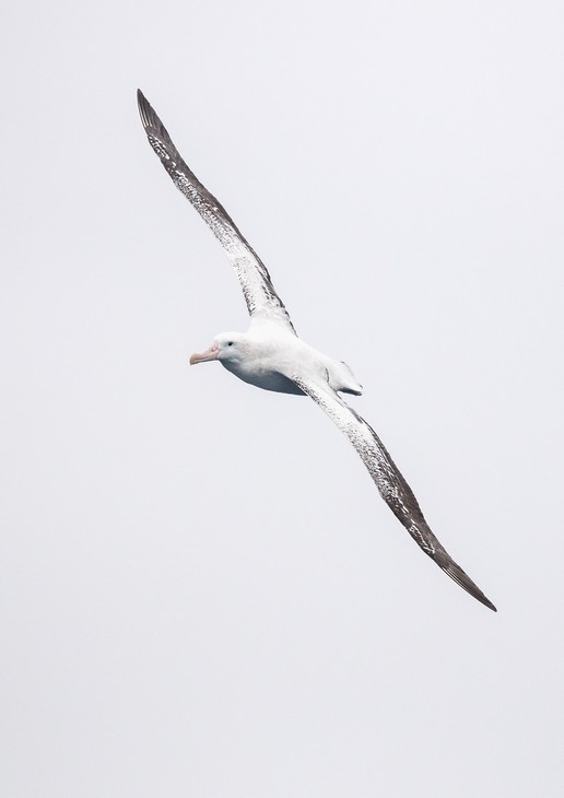 wandering albatross