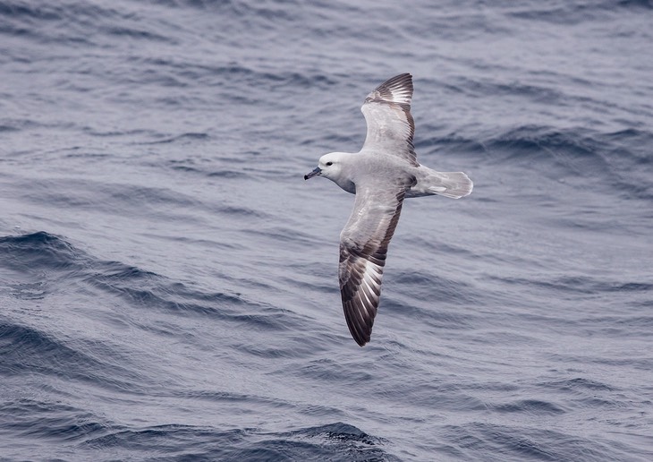 southern fulmar