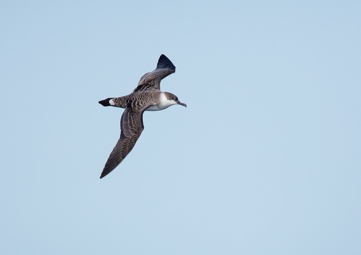 great shearwater