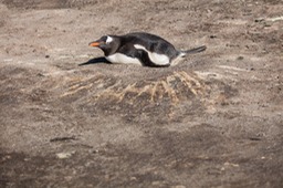 gentoo penguin