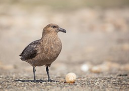 brown skua