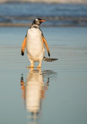 gentoo penguin