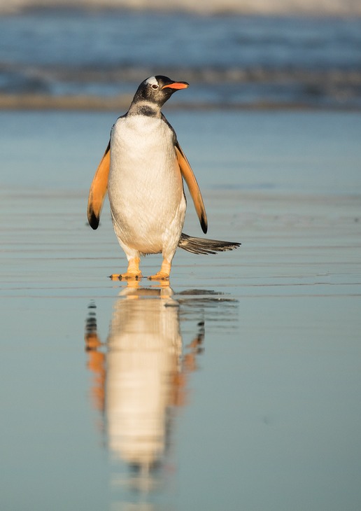 gentoo penguin