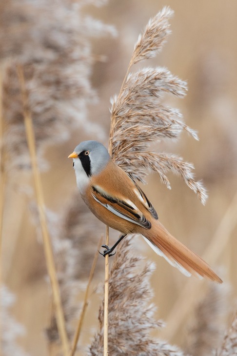 bearded reedling