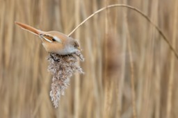 bearded reedling