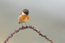 stonechat