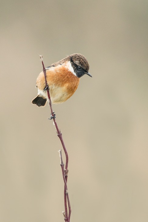 stonechat