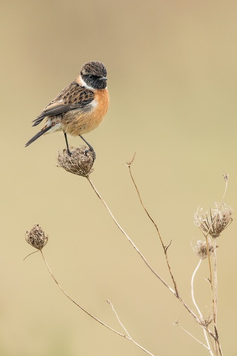 stonechat