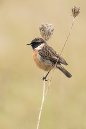 stonechat