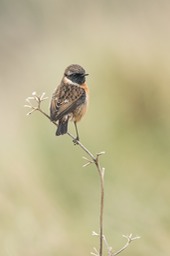 stonechat