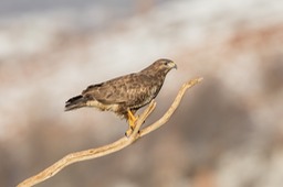 common buzzard